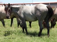 Blue Goose MA